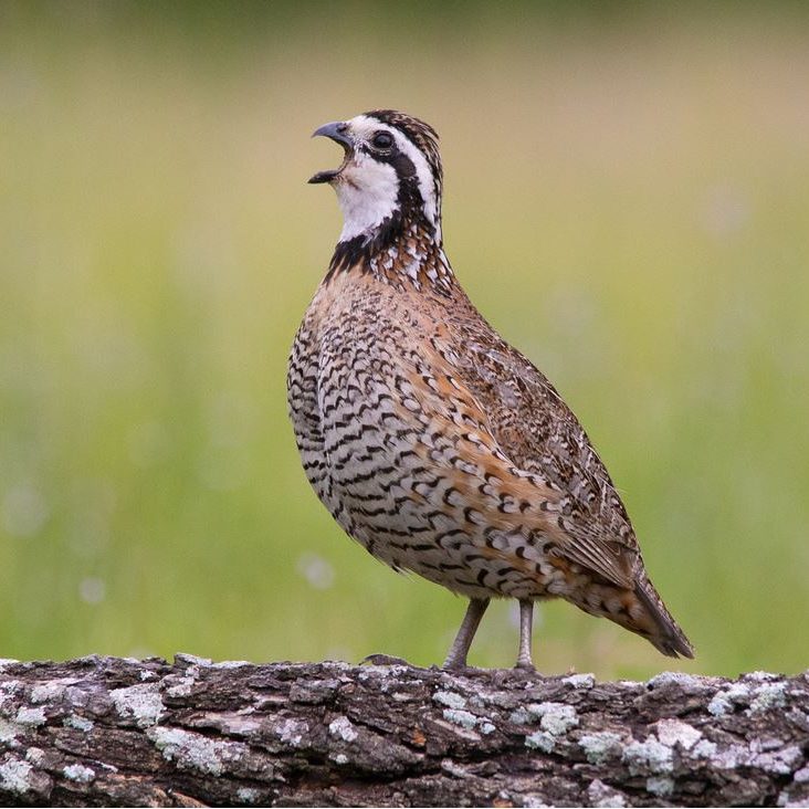 Quail