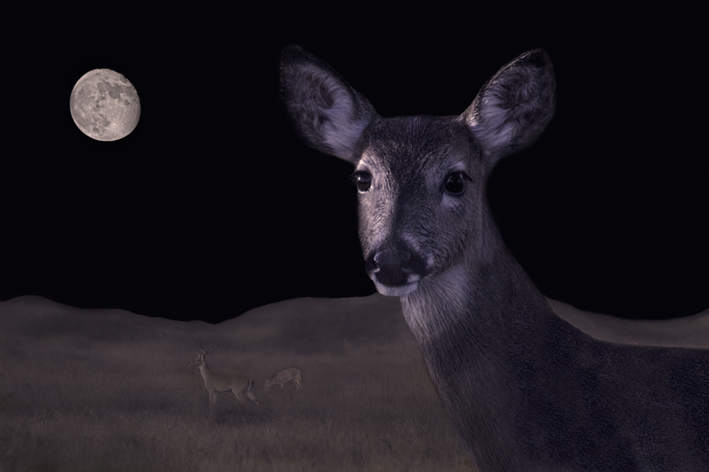deer with moon