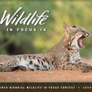 book cover Wildlife in Focus IX