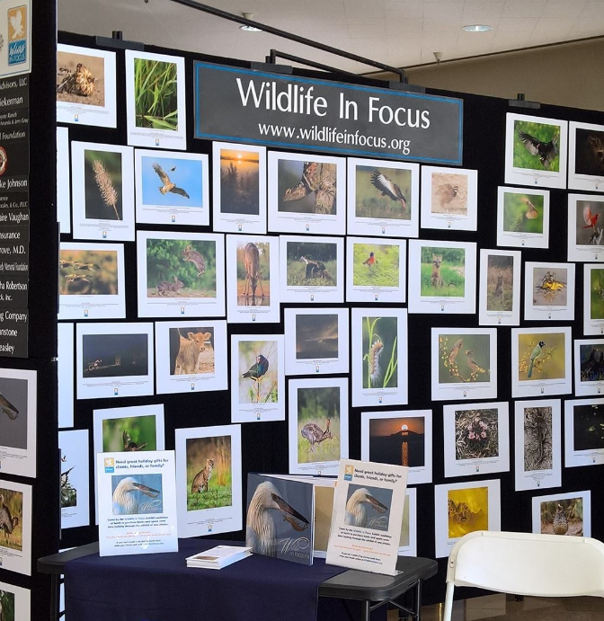 display Wildlife in Focus