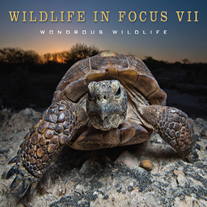 book cover Wildlife in Focus VII