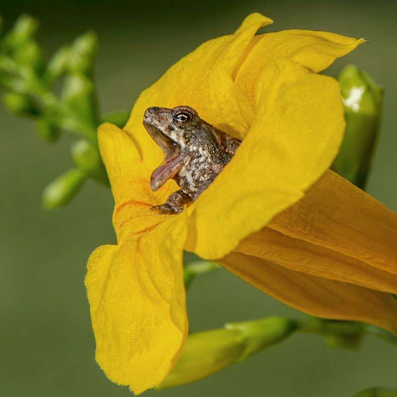 frog in flower