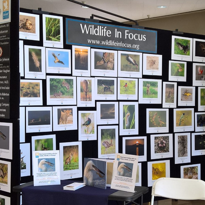 display Wildlife in Focus