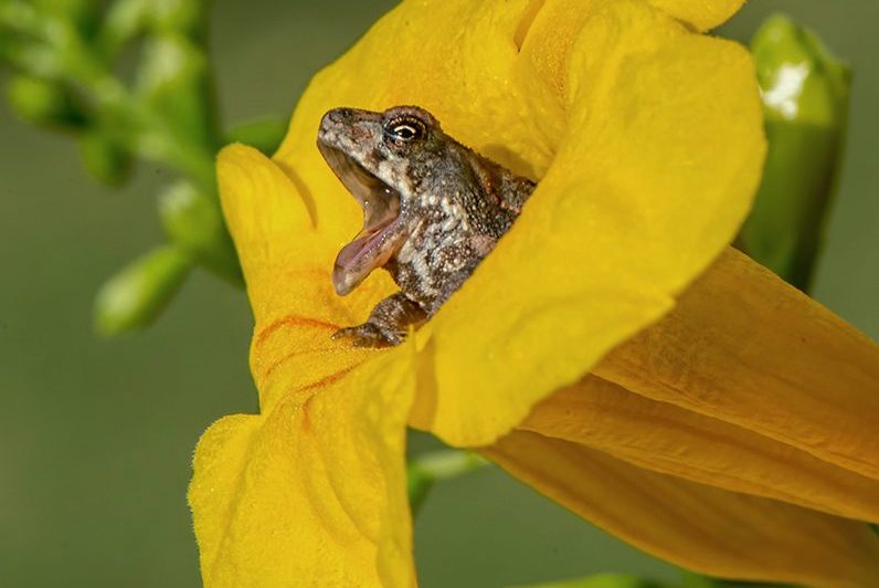 frog in flower