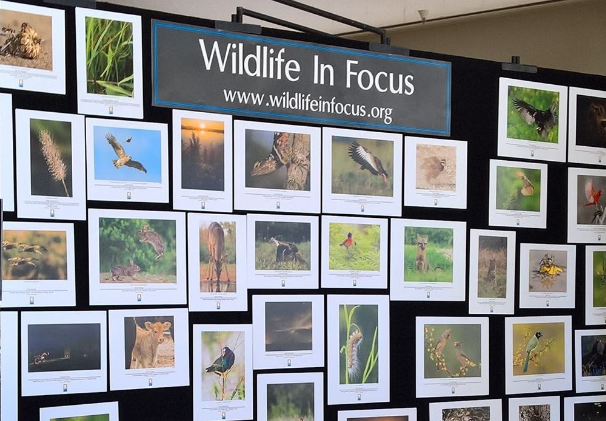 display Wildlife in Focus