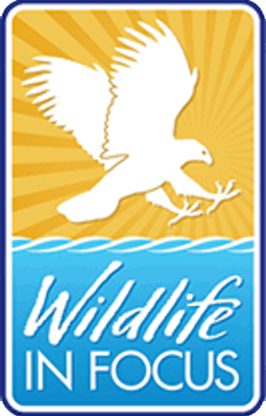 logo Wildlife in Focus